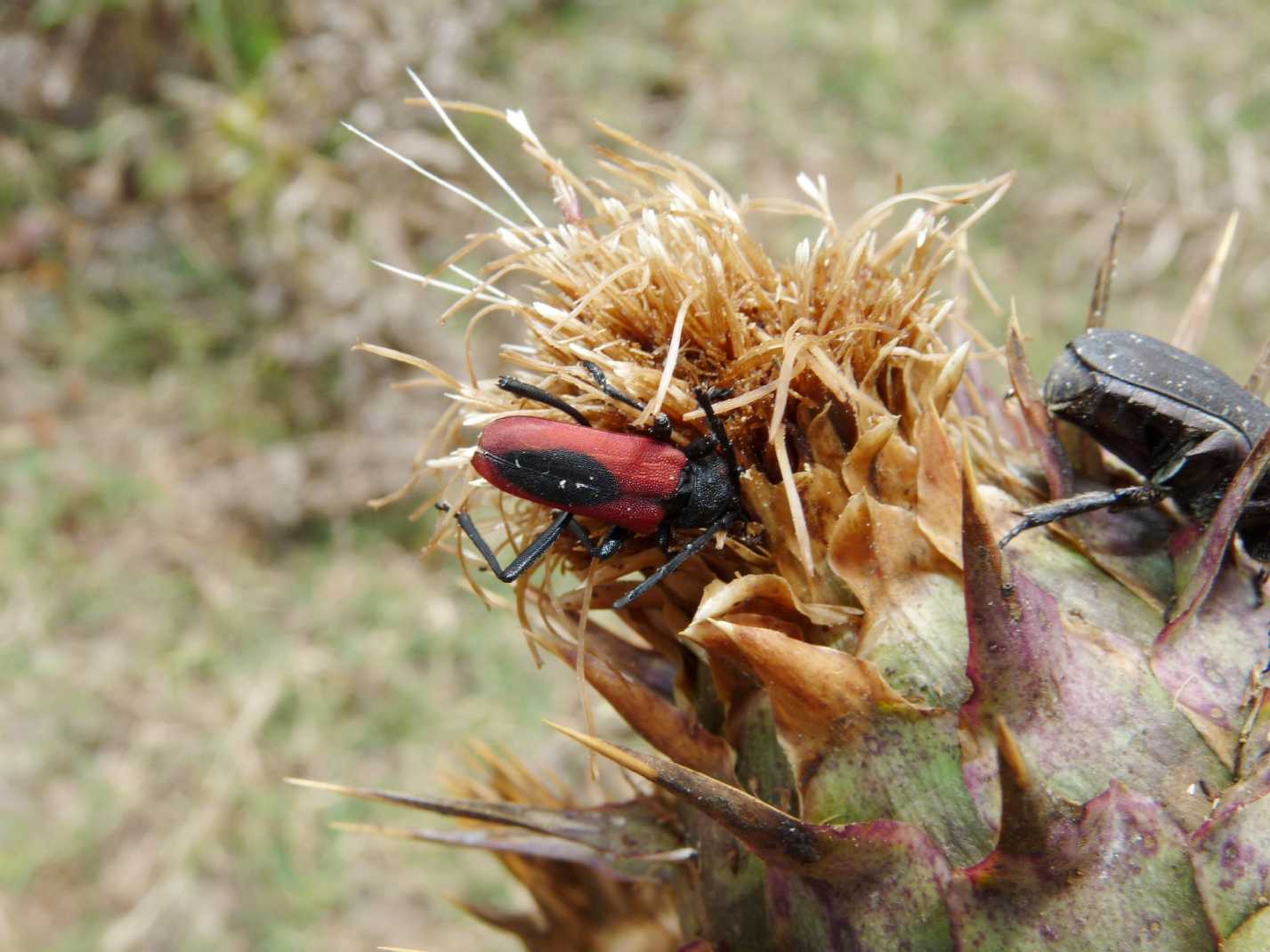 Purpuricenus  kaehleri (Cerambycidae)